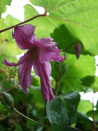 Clematis 'Aljonushka' (Clematis 'Aljonushka')
