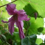Clematis__aljonushka_