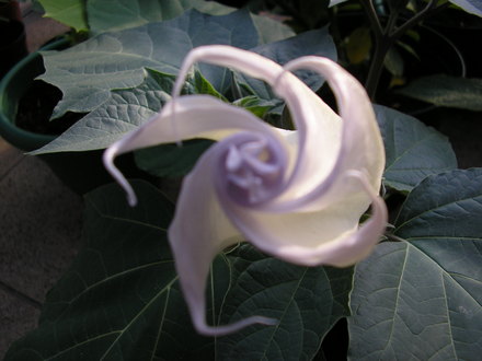 Datura Inoxia