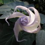 Datura Inoxia