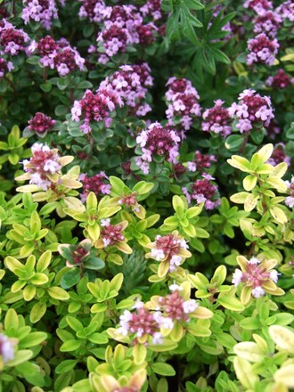 Thyme & Thyme again! (Thymus vulgaris)
