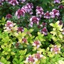 Thymus vulgaris