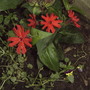 Campion, 'Molten Lava' (Lychnis 'Molten Lava')