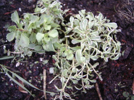 Tricolour sedum (Sedum spurium tricolour)