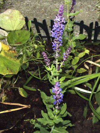 A garden flower photo (Salvia nemorosa 'Blue Queen')