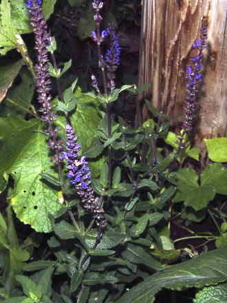Blue sage (Salvia nemorosa 'Blue Queen')