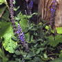 Blue sage (Salvia nemorosa 'Blue Queen')