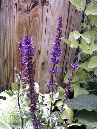 Blue sage (Salvia nemorosa 'Blue Queen')