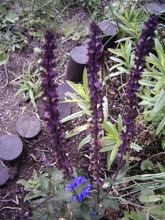 Violet sage (Salvia nemerosa 'Carradonna')
