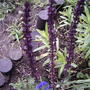 Salvia nemerosa 'Carradonna'