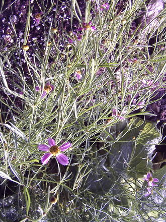 Pink coreopsis (Coreopsis rosea 'American Dream')