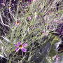 2008-07-06_031