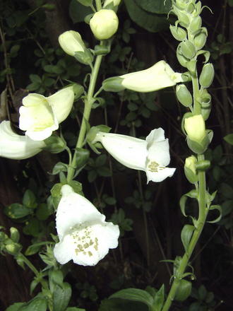 White foxglove (Digitalis purpurea 'Camelot White')
