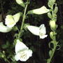2008-07-08_019