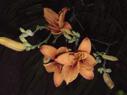 Daylilies (Hemerocallis fulva (Chin Chen TsAi))