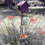 Daylilies & runner beans around feeder