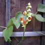 Scarlet runner buds