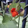 Scarlet runner flower