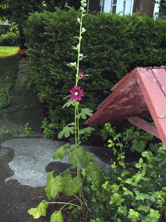 Hollyhocks are beginning to flower (Alcea rosea (Black Hollyhock))
