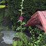 Hollyhocks are beginning to flower (Alcea rosea (Black Hollyhock))