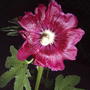2008-07-08_001