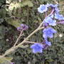 Chinese Forget-me-not (Cynoglossum amabile)