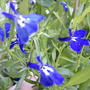 Lobelia 'Trailing Sapphire'