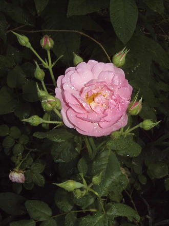David Austin rose (Rosa)