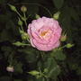 2008-07-08_016