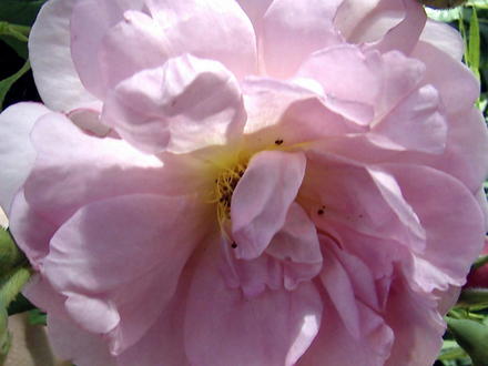 David Austin Rose (Rosa)