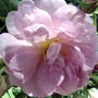 2008-07-082_021d_a_rosr_sqrd