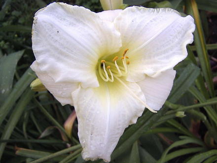Another bloom on 'Cool it' (Hemerocallis 'Cool It')