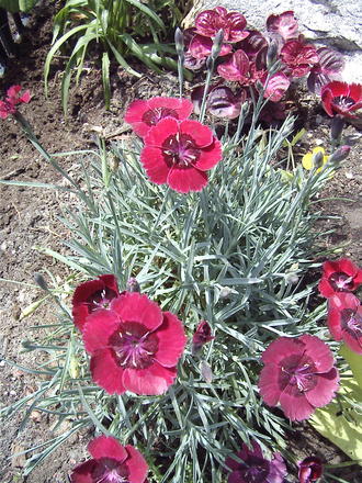 Eastern Star Pinks (Dianthus 'Red Dwarf')