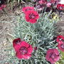 Eastern Star Pinks (Dianthus 'Red Dwarf')