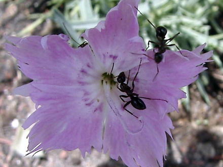 Ants think these flowers are sweet! (Dianthus 'Bath's Pink')