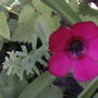 Scarlet Flax (Linum rubrum )