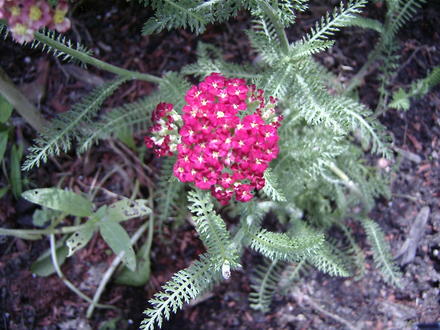 More flowers on Yarrow (Achillea millifolium 'Paprika')