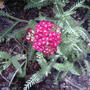 More flowers on Yarrow (Achillea millifolium 'Paprika')