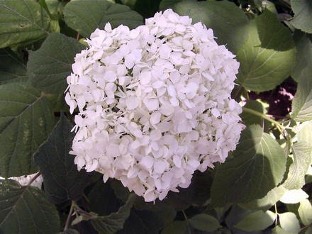Annabelle hydrangea flowerhead (Hydrangea arborescens 