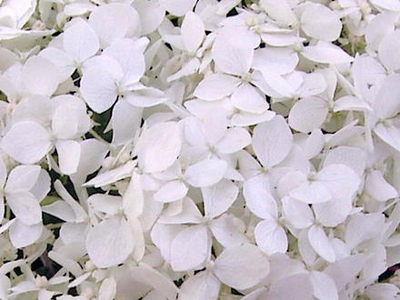 Bugs-eye view! (Hydrangea arborescens 