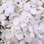 2008-07-082_038desktop_white