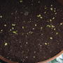 More cacti seedlings, from McKensie Seeds.