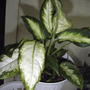 Dieffenbachia amoena (Dieffenbachia amoena)