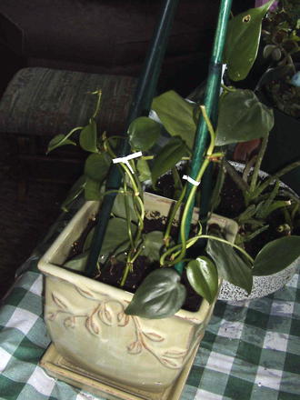 Philodendron scandens ssp. oxycardium - Heart-leaf Philodendron (Philodendron scandens ssp. oxycardium)