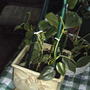 Philodendron scandens ssp. oxycardium - Heart-leaf Philodendron (Philodendron scandens ssp. oxycardium)