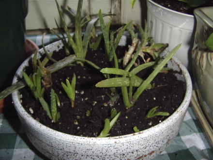 Young aloe transplants are doing well. (Aloe vera (Aloe))