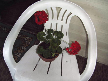 Red Geranium (Pelargonium hortorum)