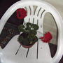 Red Geranium (Pelargonium hortorum)