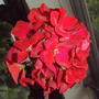 2008-07-082_049red_ger_sqrd
