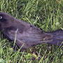 Adult grackle (Quiscalus quiscula ) female